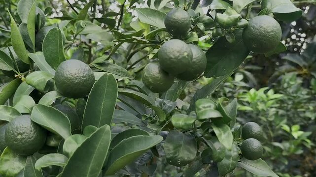 Selective focus. Harvesting lime of lime tree in organic farm. Key lime. Acid lime. Key lime plant. Footage.