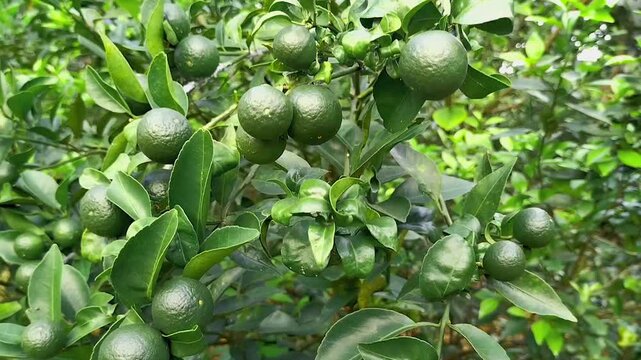 Selective focus. Harvesting lime of lime tree in organic farm. Key lime. Acid lime. Key lime plant. Footage.
