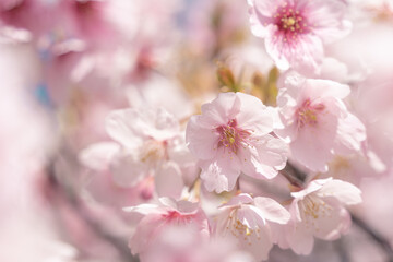 Obraz premium Dreamy Pink Cherry Blossoms with Soft Spring Bokeh