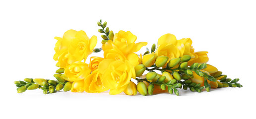 Beautiful yellow freesia flowers isolated on white