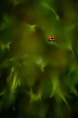 Ladybug in Grasses