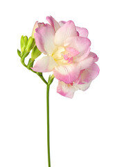 Beautiful pink freesia flowers isolated on white