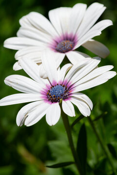 Dimorphotheca acercamiento macro