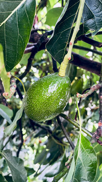 Aguacate madurando en el &aacute;rbol