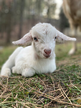 white baby kiko goat