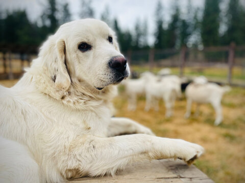 polish tatra livestock guardian dog