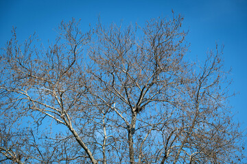 leafless plane tree. blue sky in the background.