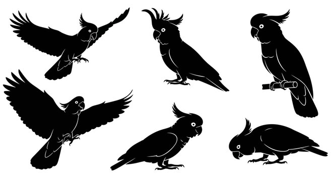 Set of Black Cockatoo Silhouettes in Various Poses on White Background