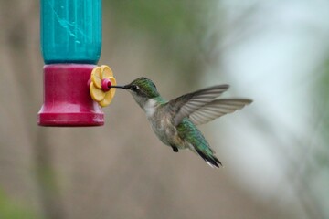 Fototapeta premium hummingbird in flight