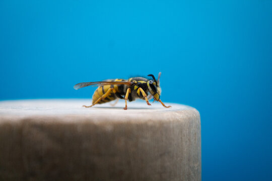 Yellow jacket