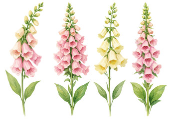 A beautiful watercolor collection of foxglove flowers featuring elegant pink and yellow digitalis blooms illustrated in a delicate botanical garden style. © liana