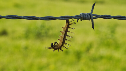 Green insects mating on a leaf © Rodrigo Postol