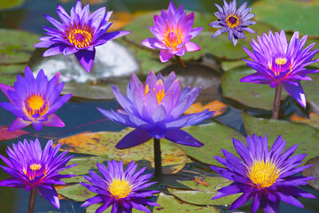 Obraz premium Purple Water Lilly Collage From Chicago Botanic Gardens