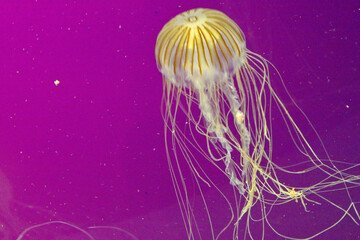 jellyfish in the water © Steven