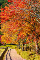 日本の風景・秋　静岡　紅葉の田貫湖畔