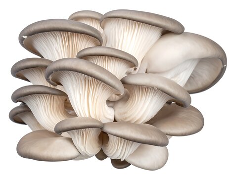 Stack of oyster mushrooms. Grayish-brown caps with white gills, piled on a white background, lit from above
