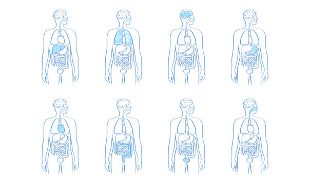 Internal Organs Sketch
