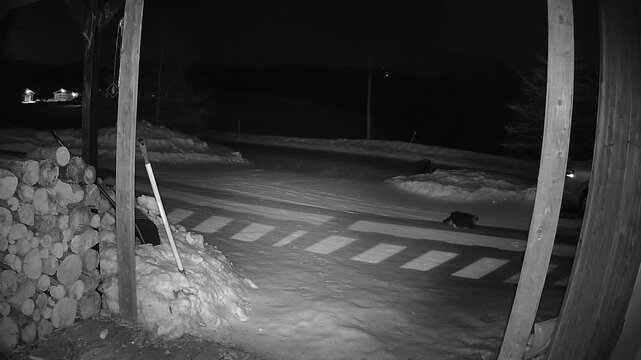 A night camera captures the bright gaze of a solitary cat that triggers a motion detection light as it crosses the snow following the shadow of a railing near a porch at night.