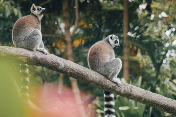 Obraz premium Two ring-tailed lemurs resting on a tree branch in a lush green setting in Cali, Colombia. The primates sit calmly among tropical foliage, showing their distinctive striped tails and curious