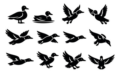 Obraz premium Silhouette icon set of 12 ducks featuring standing, swimming and flying poses for wildlife and hunting design