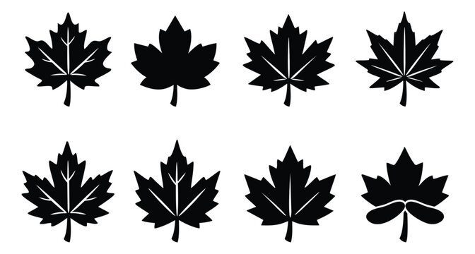 Silhouette icon set of 8 maple leaf shapes featuring varied foliage designs for nature and Canadian themed projects