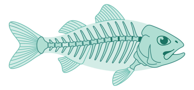 Flat cartoon illustration of a fish skeleton depicting full body anatomy with visible bones for nature and seafood design