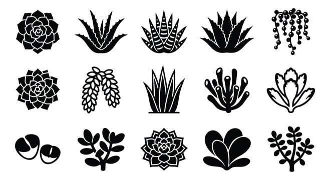 Silhouette icon set of 15 succulents featuring cactus, aloe, echeveria and desert plants for botanical design