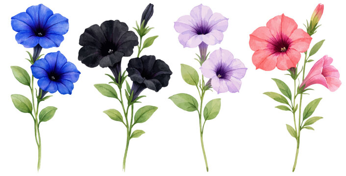 A vibrant watercolor collection of petunia flowers featuring colorful garden petunia blooms illustrated in a delicate botanical floral style.