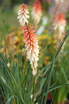 Red hot poker flower kniphofia blooming in colorful summer garden
