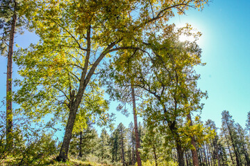 Fototapeta premium Trees forming an arch over the trail 