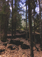 Fototapete bei efototapeten.de bestellen   