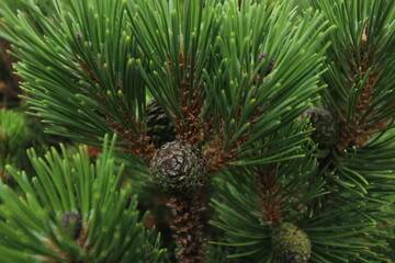 Fototapeta premium Bosnian Pine Tree - Pinus heldreichii