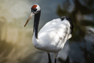 Fototapeta premium Closeup of a red crowned crane standing in shallow water, showcasing its elegant white plumage and distinctive red head, perfect for wildlife, nature, and bird photography themes.