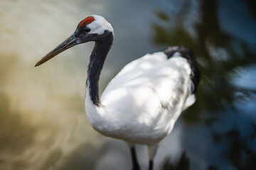 Fototapeta premium Closeup of a red crowned crane with striking plumage, standing gracefully by water. Ideal for wildlife, nature, and bird conservation themes in editorial or educational use.