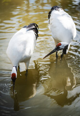Fototapeta premium Pair of red crowned cranes standing and drinking in shallow water, reflecting in the pond, symbolizing wildlife conservation, tranquility, and natural beauty in wetland environments.