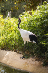 Fototapeta premium A graceful black and white crane stands at the edge of a pond, surrounded by vibrant green foliage and bathed in natural sunlight, perfect for nature and wildlife themes.