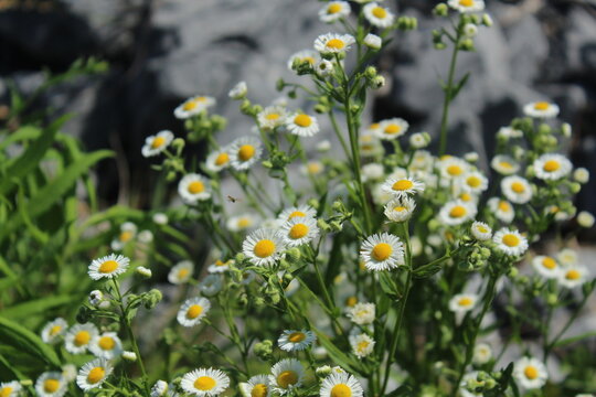 a field of fleabane daisy flowers