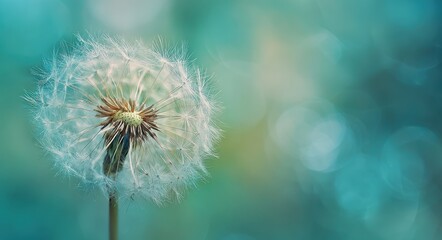 Obraz premium beautiful dandelion seed macro on a pastel background