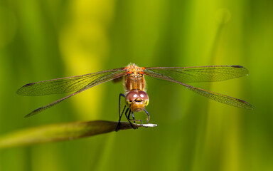 Common darter on a reed, Red bodied British dragonfly.