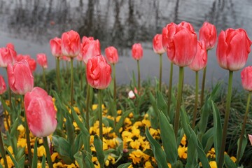 Fototapeta premium red and yellow tulips