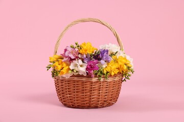 Obraz premium Beautiful freesia flowers in basket on pink background