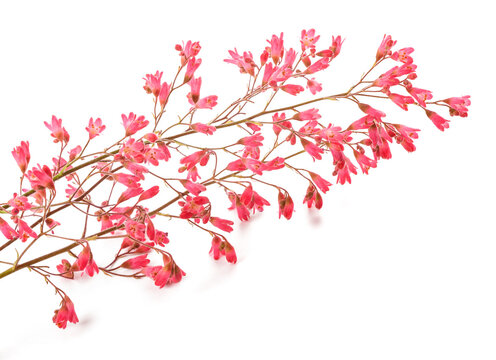 Coral bells flowers