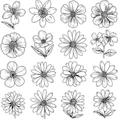 Detailed Flower Illustrations: Set of 16 Botanical Line Drawings © Gous