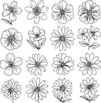 Detailed Flower Illustrations: Set of 16 Botanical Line Drawings