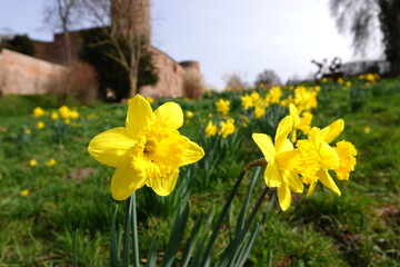 Obraz premium A yellow daffodil in front of the castle in the city of Zülpich