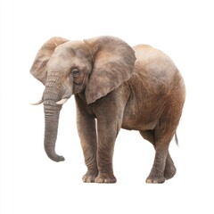 Fototapeta premium Majestic African Elephant Standing Gracefully Against a White Background, Perfect for Wildlife and Nature Photography
