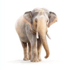 Fototapeta premium Majestic Elephant Standing Gracefully in a Natural Setting with Gentle Expression and Imposing Presence