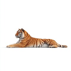 Obraz premium Majestic Tiger Lying Gracefully with Striking Orange Fur and Bold Black Stripes on a White Background