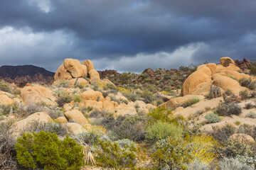 Naklejka premium Joshua tree