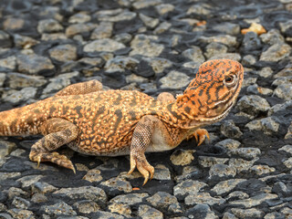 Central Netted Dragon (Ctenophorus nuchalis) in Australia © Imogen